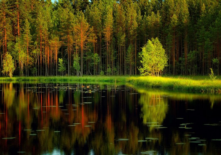 lakes-grass-calm-tranquil-shore-lake-beautiful-quiet-forest-reflection ...